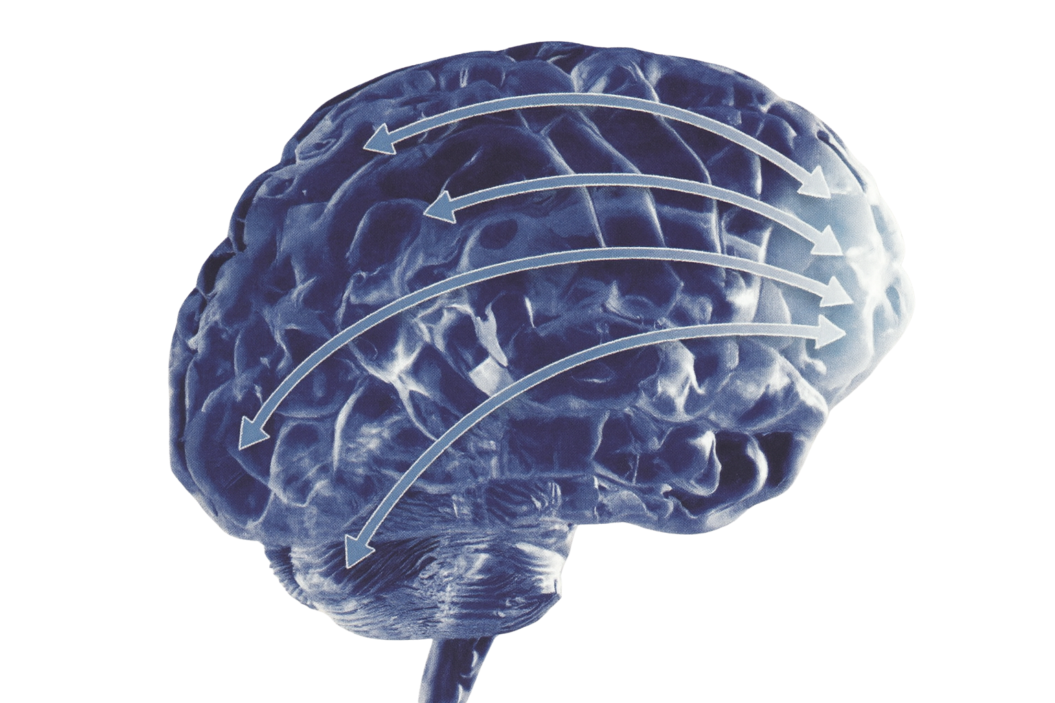 Brain Innovation Technologies Logo